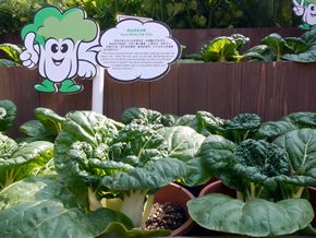 Milky pakchoi introduced to local farmers